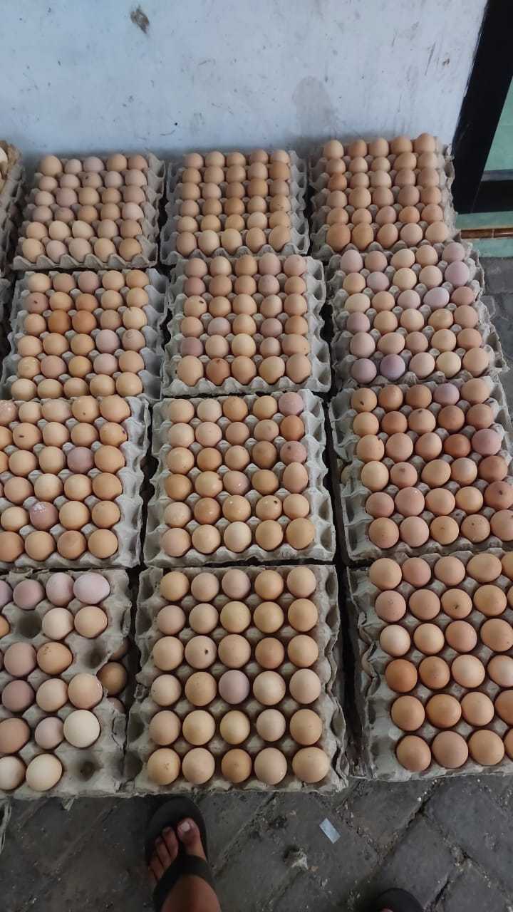 Berkah Telur