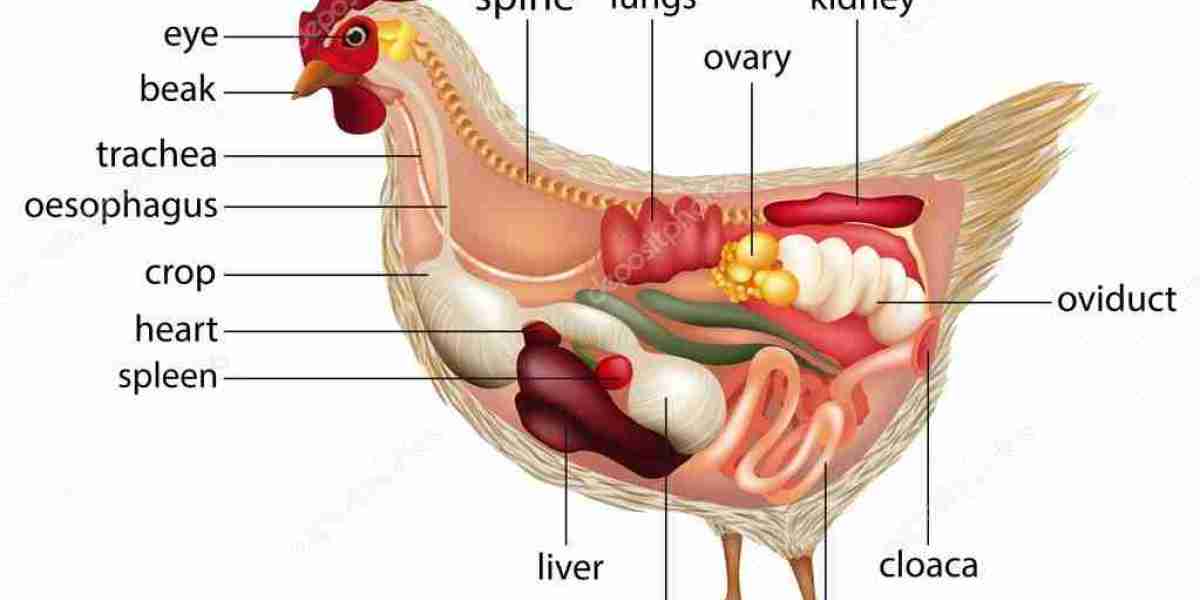 Sistem Pernafasan Ayam