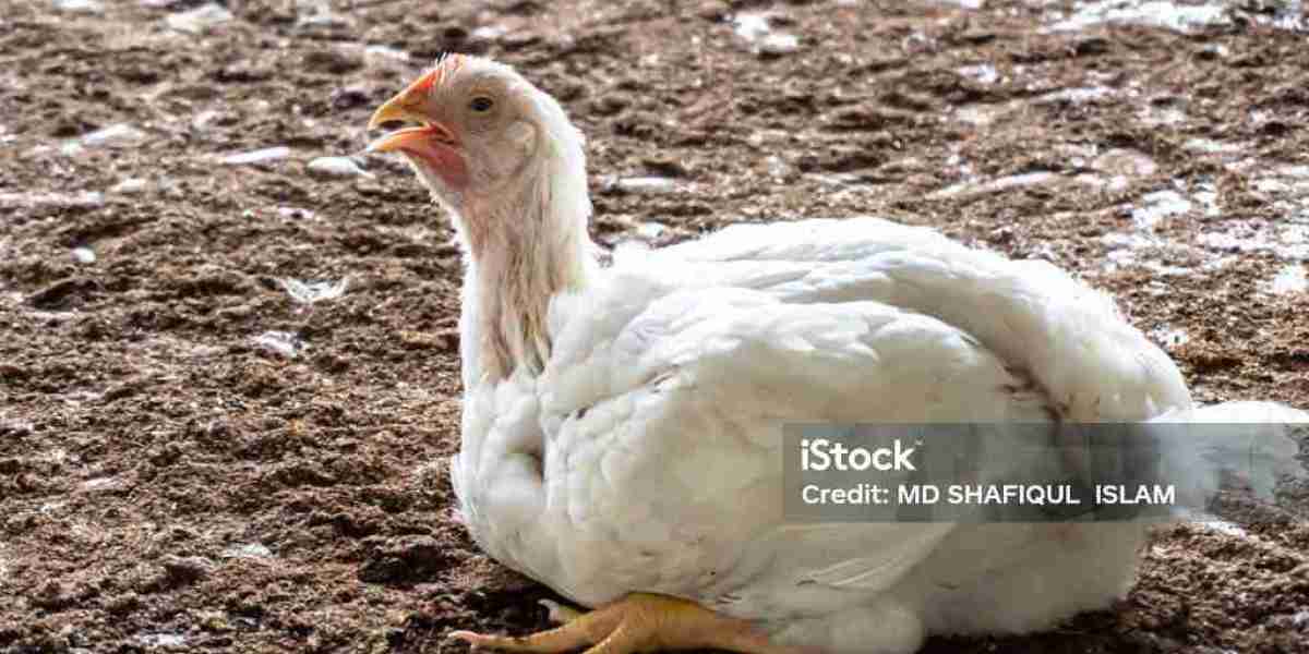 Awas Amonia! Bahaya Tersembunyi di Kandang Ayam