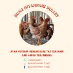 Bumi Intanpari Pullet