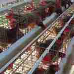 Kerabat Farm