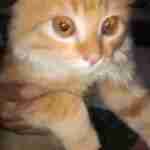Pudji Pudji