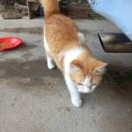 Puput