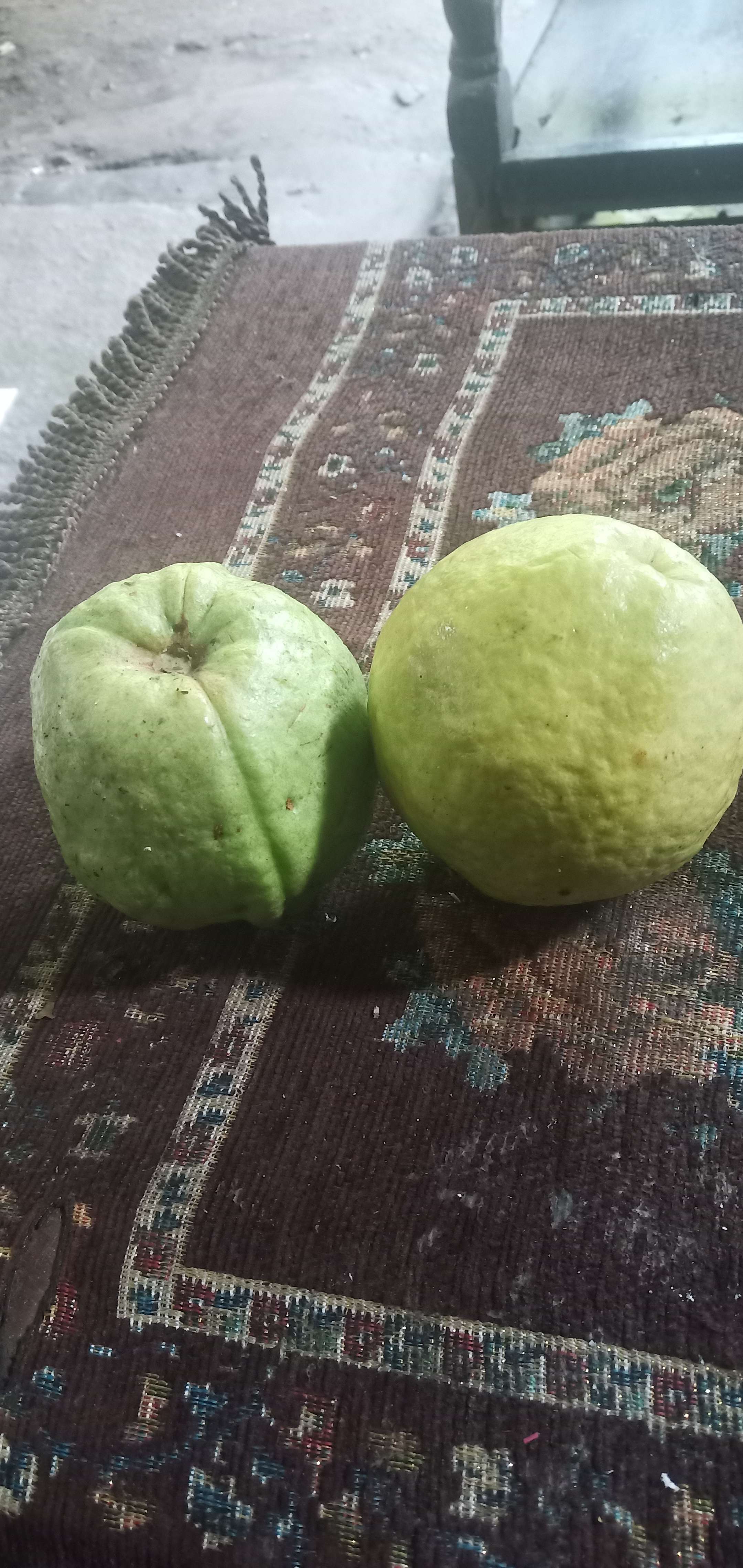 teh elismahmudkopi agrobis-ternak-tani