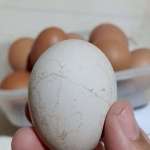 Bima Telor