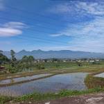 Falcon Cidupi cemara