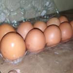 Fitri Amilatus Sholichah