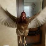 Arif Fahrurrozi Arif