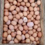 Manromli Payung berkah