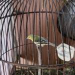 Hendy Cahya Muftianto