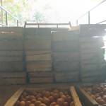 Akunsaya Atiksriwulan Farm Atik