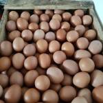 Manromli Payungberkah