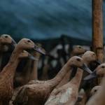 Wasilatur Rahman Setia farm