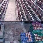 Bumdes berkah jaya Cibadak