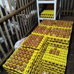 Najib Herdiana Pasir batu