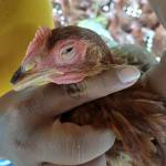 Sahabat Peternak andibudiantoro@gmail.com