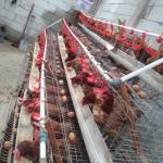 ADELIA SEPTIA WATI Wati Septi