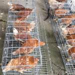 Ika Ratna Setyani Ika