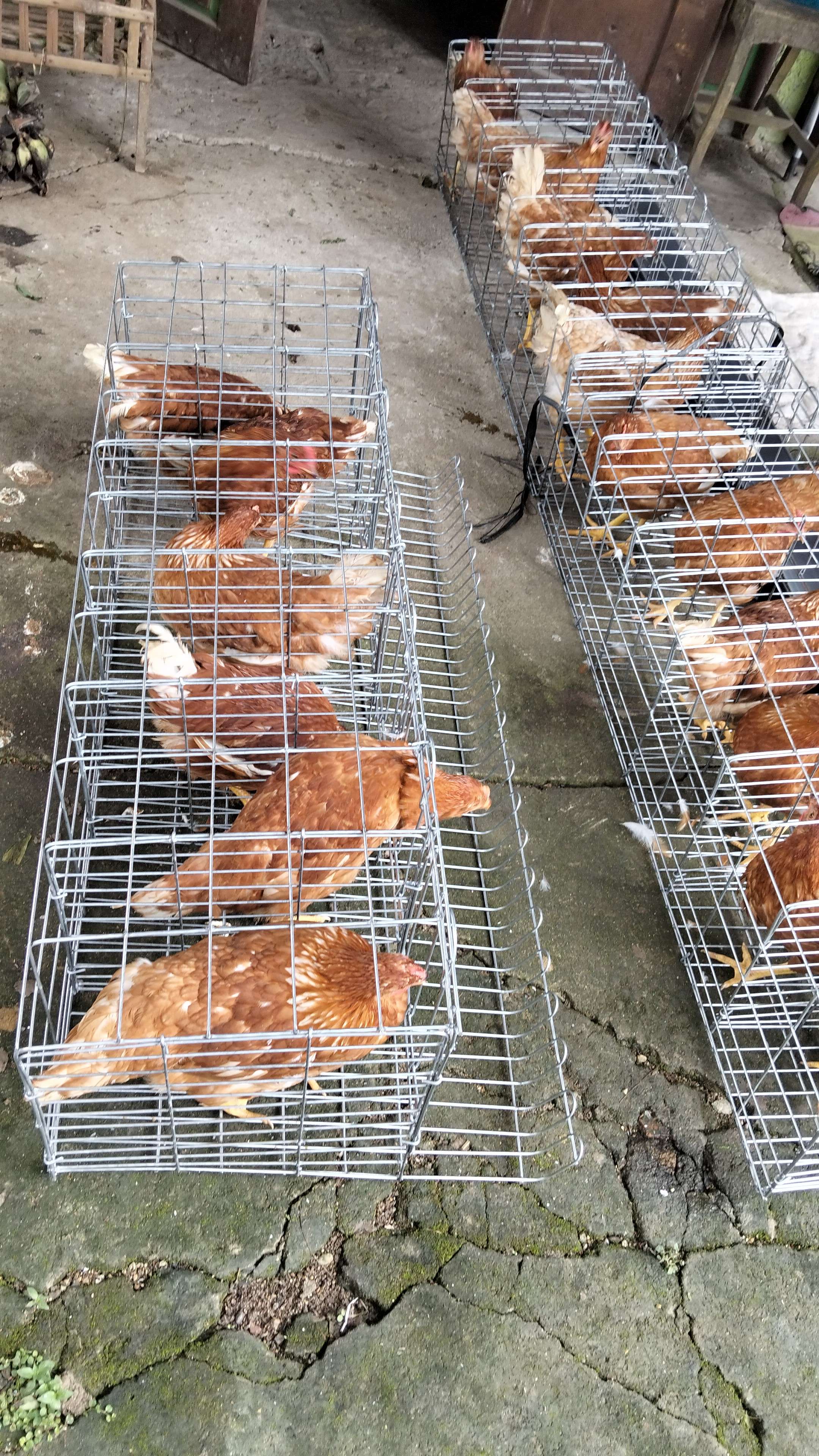 Ika Ratna Setyani Ika