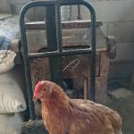 Wahyu budi Eka Hastuti