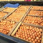 Aldii Saputra Aldhi saputra