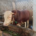 Mochamad Erik Fabian