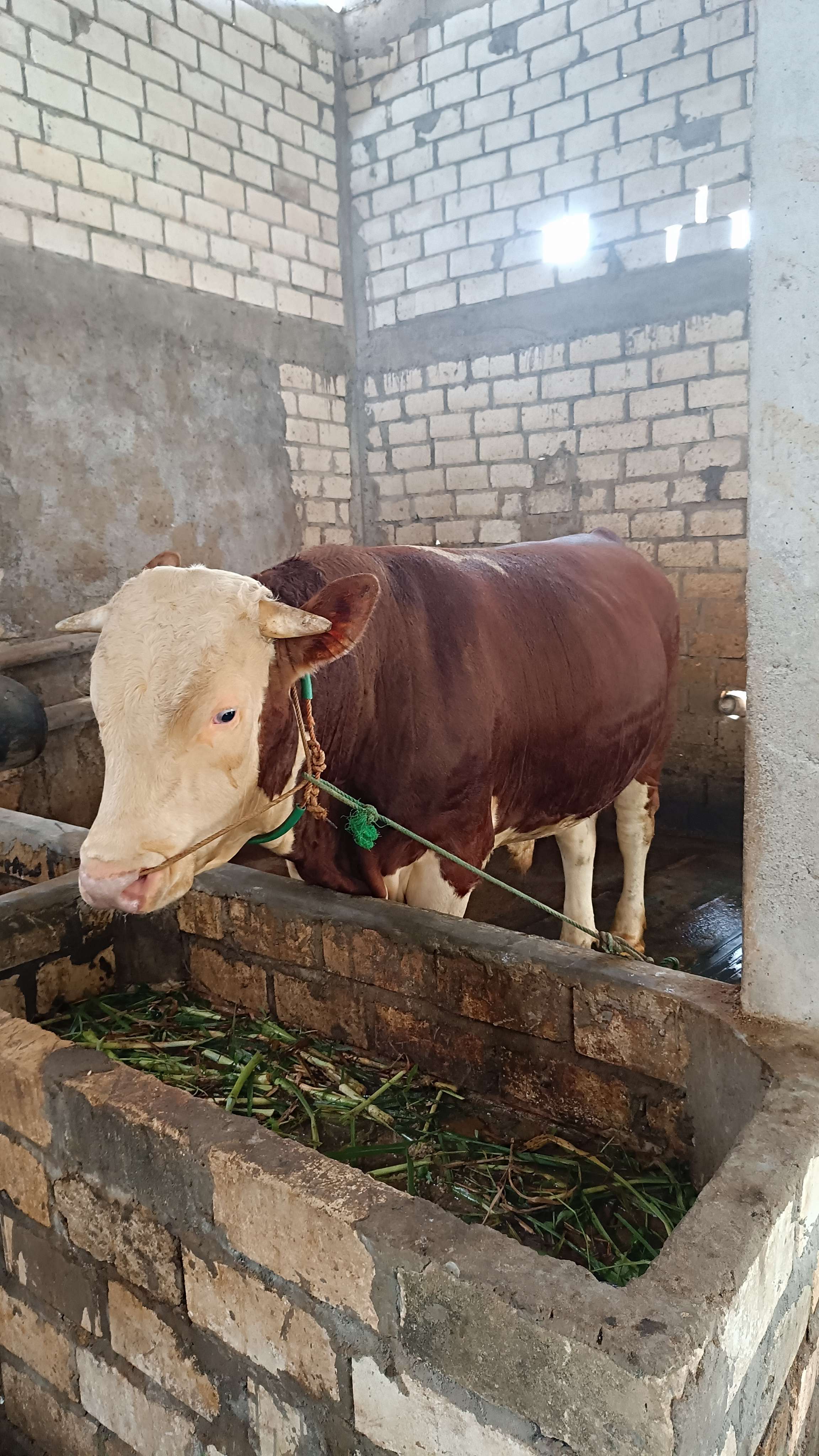 Mochamad Erik Fabian