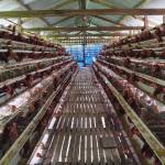 Oedin Lapanenam Najwa