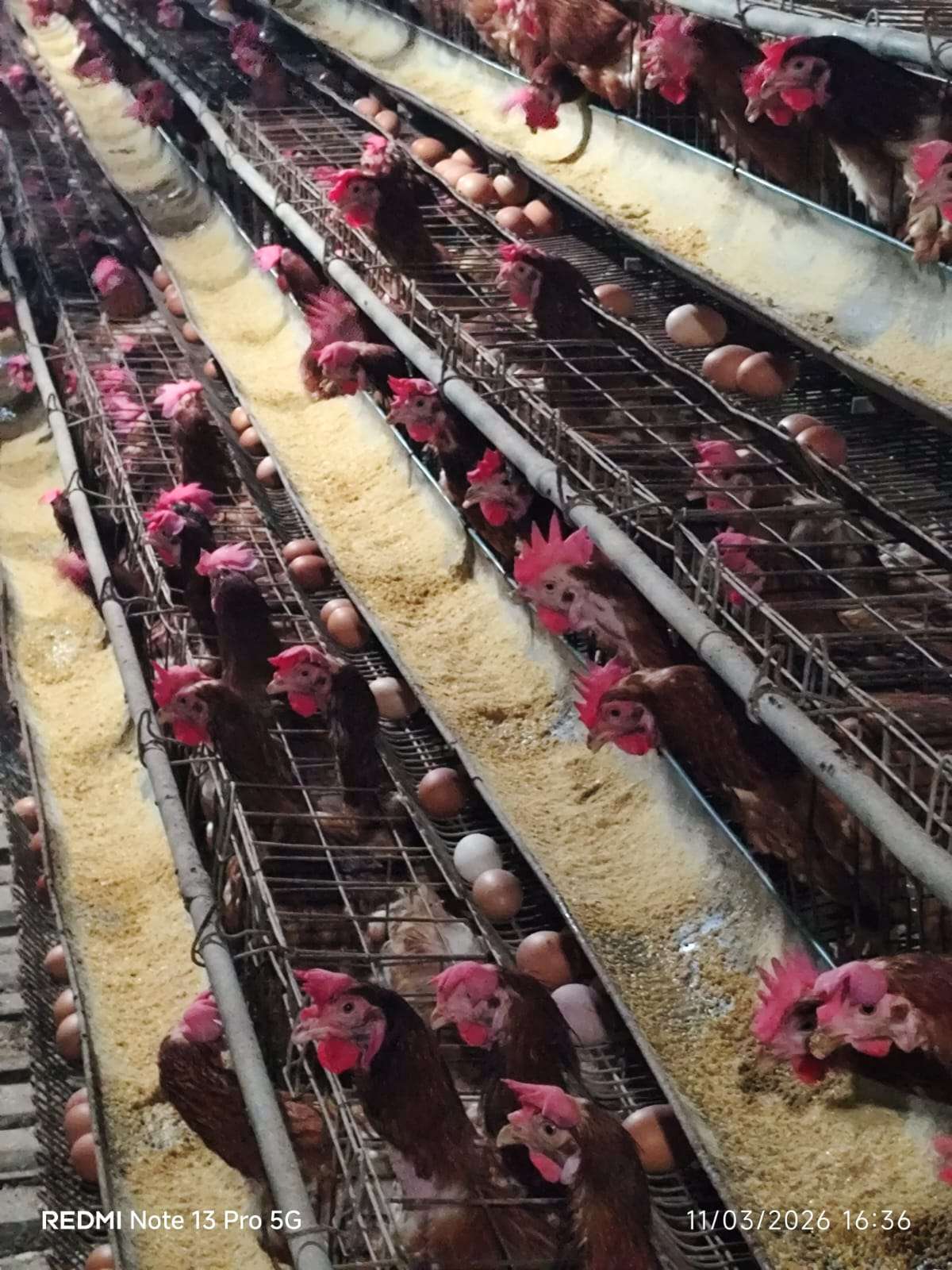 Adi Kurniawan Saputra jaya