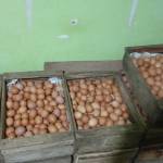 Sutrisno Wibowo Wibowo