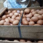 Ita Hadiyani Bani tiwarno