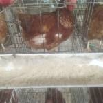 rakhmat prihatno prihatno