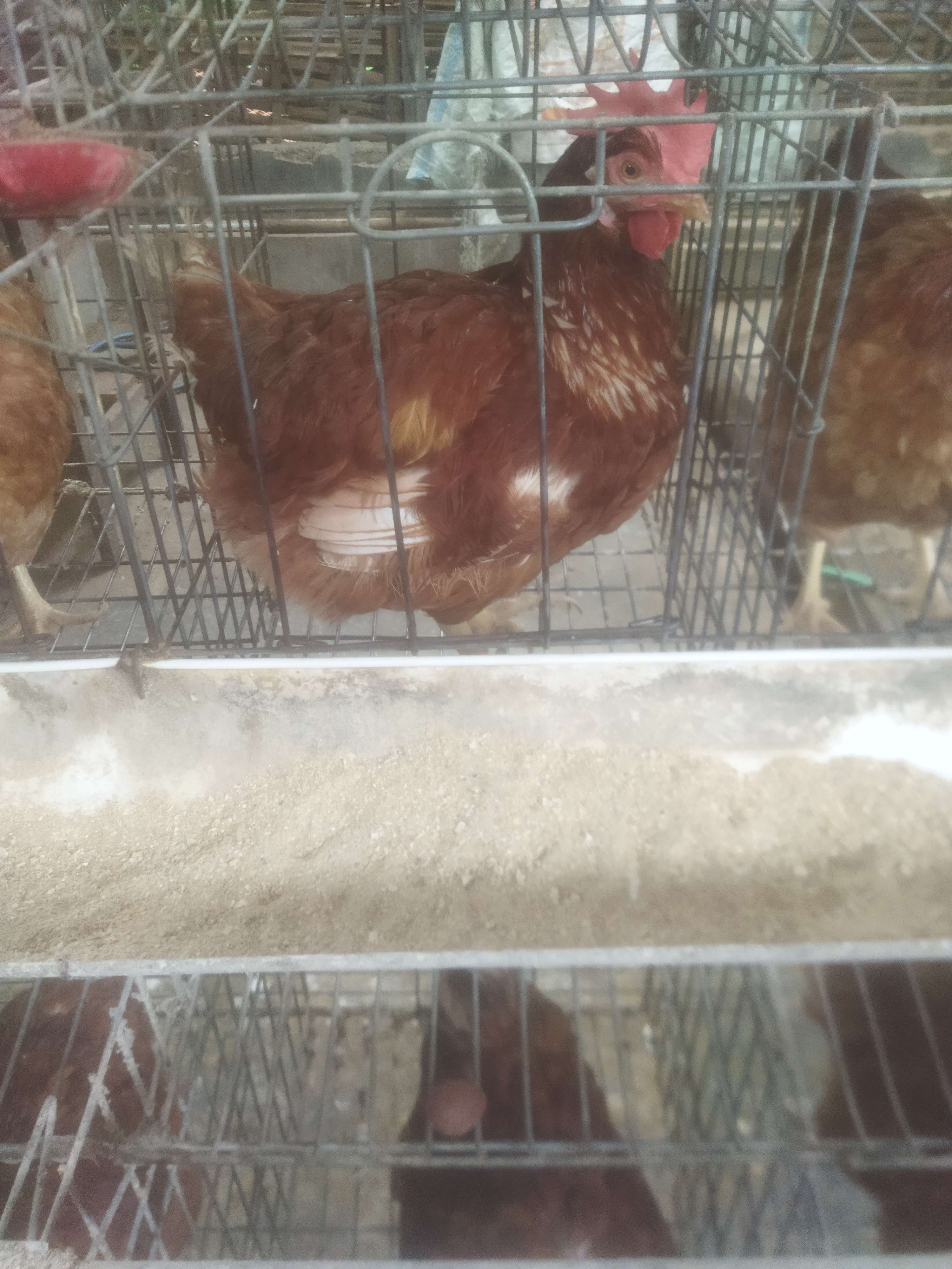 rakhmat prihatno prihatno