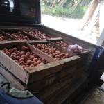 Durian Mb tarni tarni