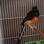 Kurniawan1987 Kurniawan