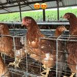 Anindya nova widyatama