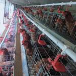 Alifia Shop cholil family