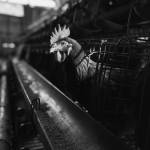 Angga Wibisono Wibisono