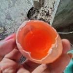 Lhin chung chanel Gatot