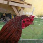 cocolata cahyo group