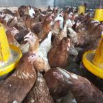 Anton Saputra Jastro