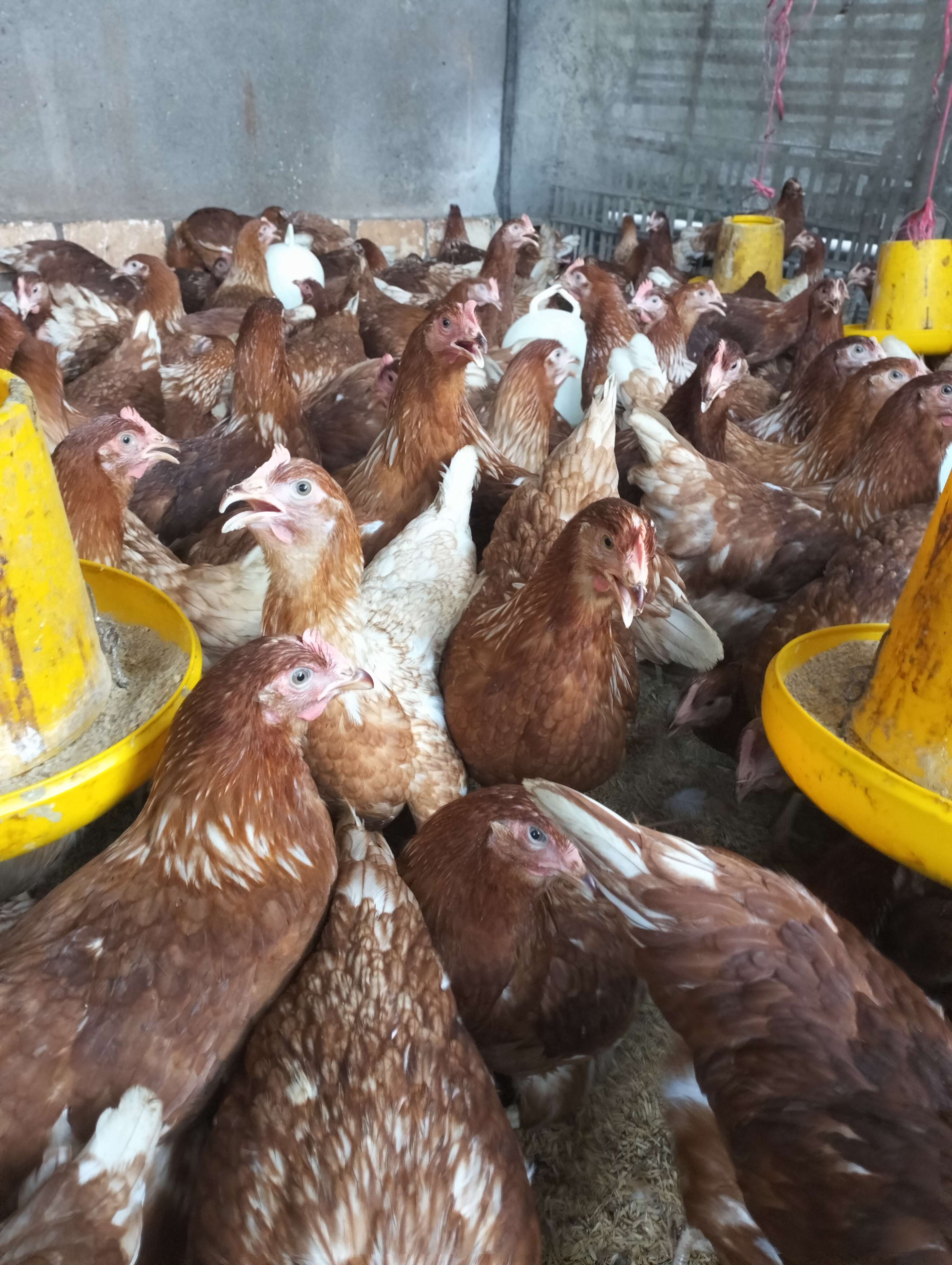 Anton Saputra Jastro