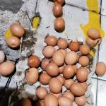 Telur Busuk