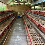 Rafa Jaya Farm