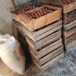 Kabul Egg