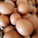 Farm Farm telur ayam