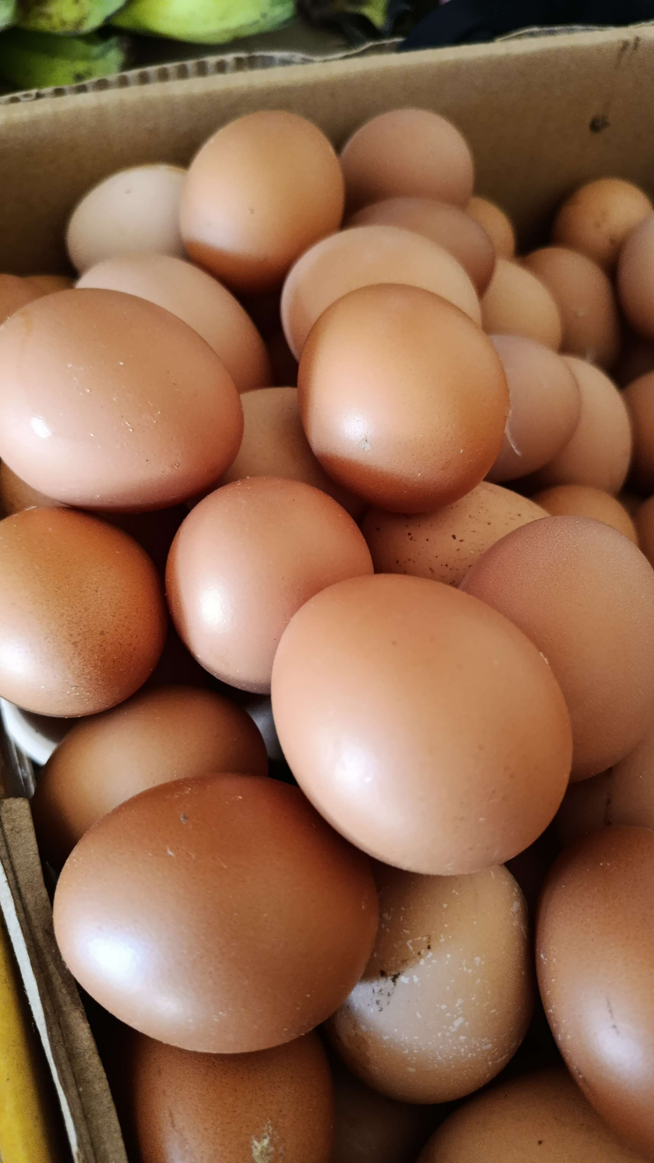 Farm Farm telur ayam