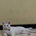 arief rizal