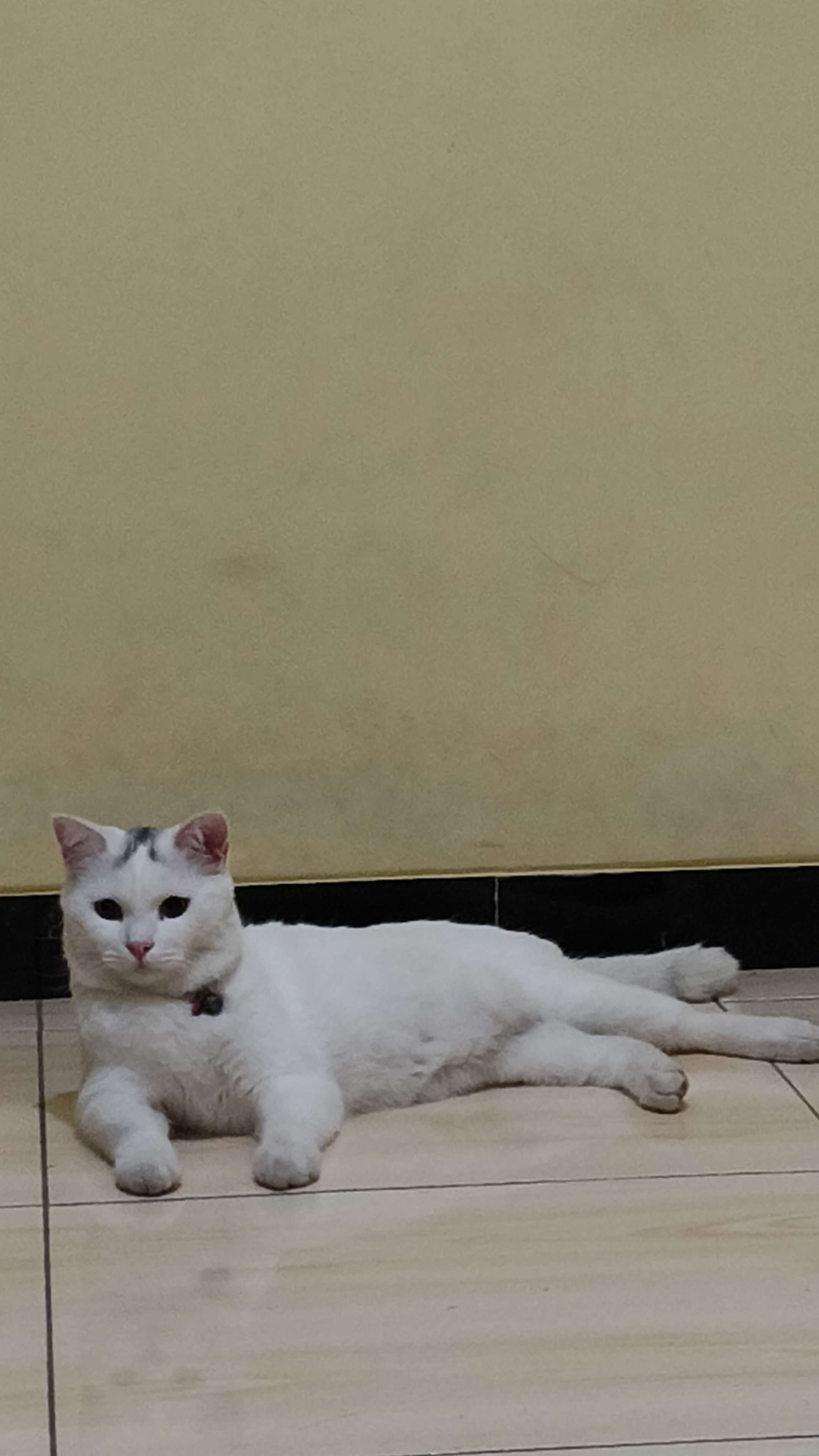 arief rizal