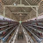 Ema Farm